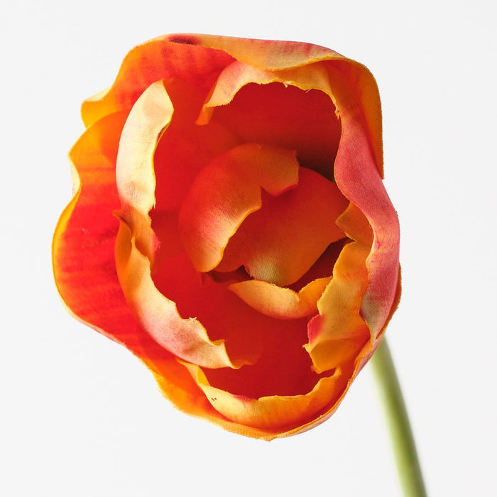 Tulip Hybrid Flame 71cm Pack of 12