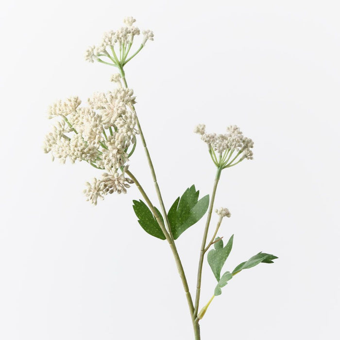 Angelica Spray Cream 64cm Pack of 12