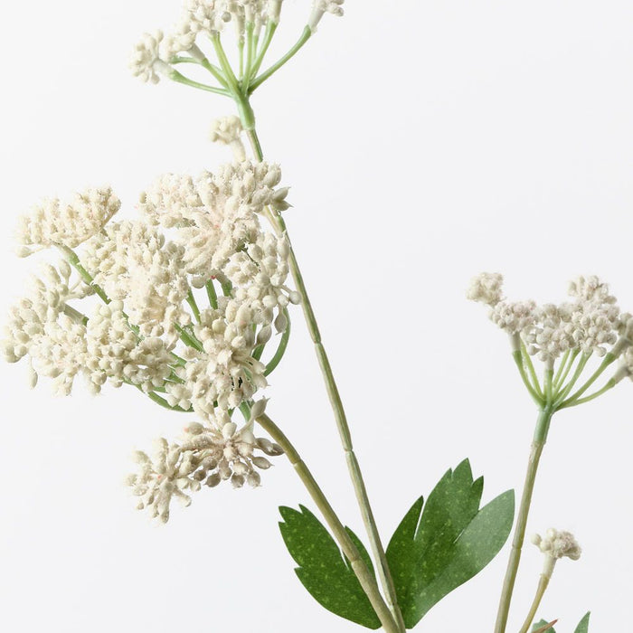 Angelica Spray Cream 64cm Pack of 12