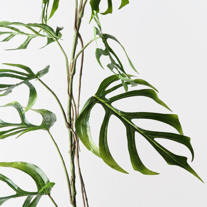 Monstera Dilacerata Stem Green 190cm Pack of 2