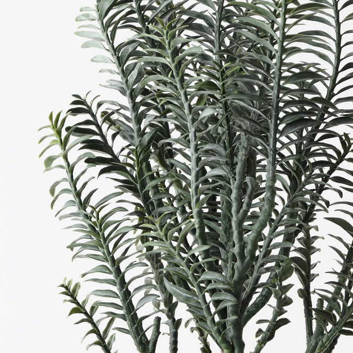 Backbone Plant Green 45cm Pack of 4
