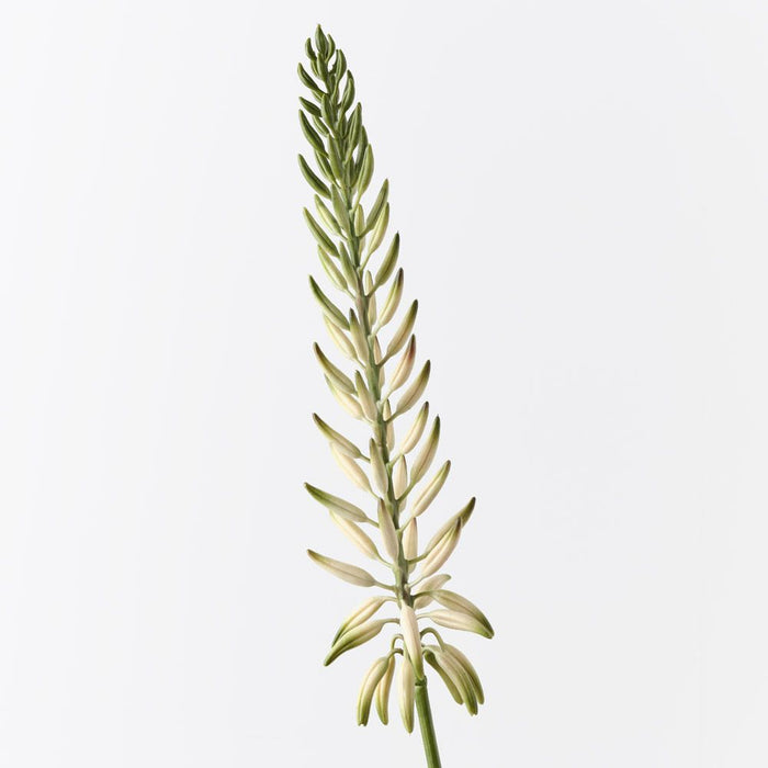 Agave Flowering Spray White Green 81cm Pack of 12