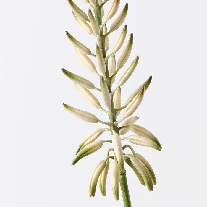 Agave Flowering Spray White Green 81cm Pack of 12