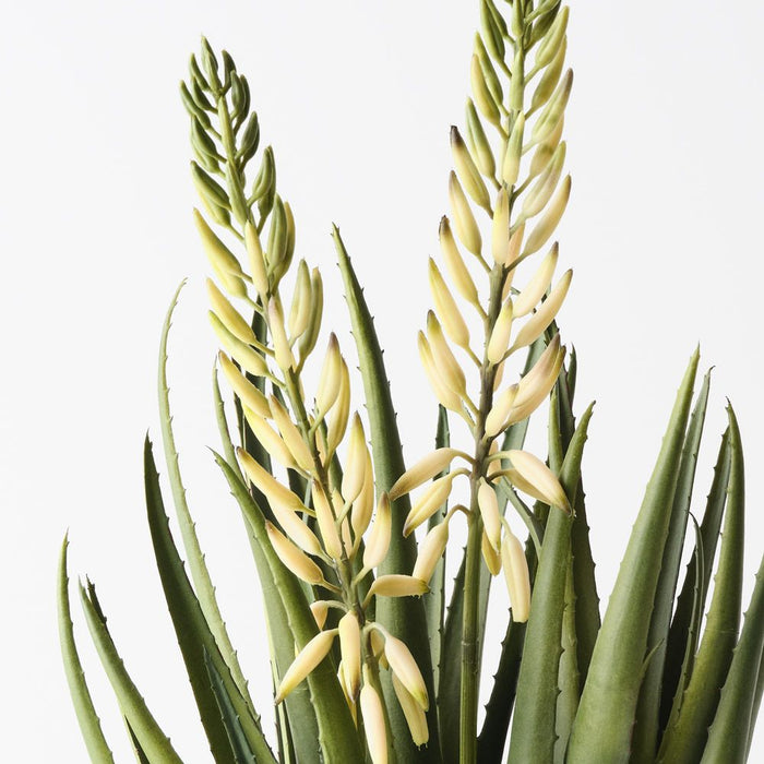 Agave Flowering Plant White Green 56cm Pack of 2