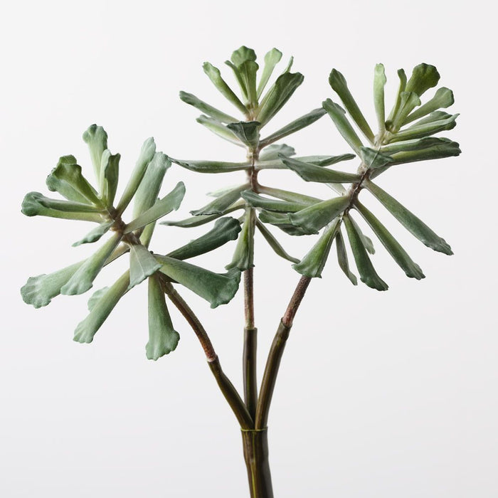 Senecio Pick Green 30cm Pack of 12