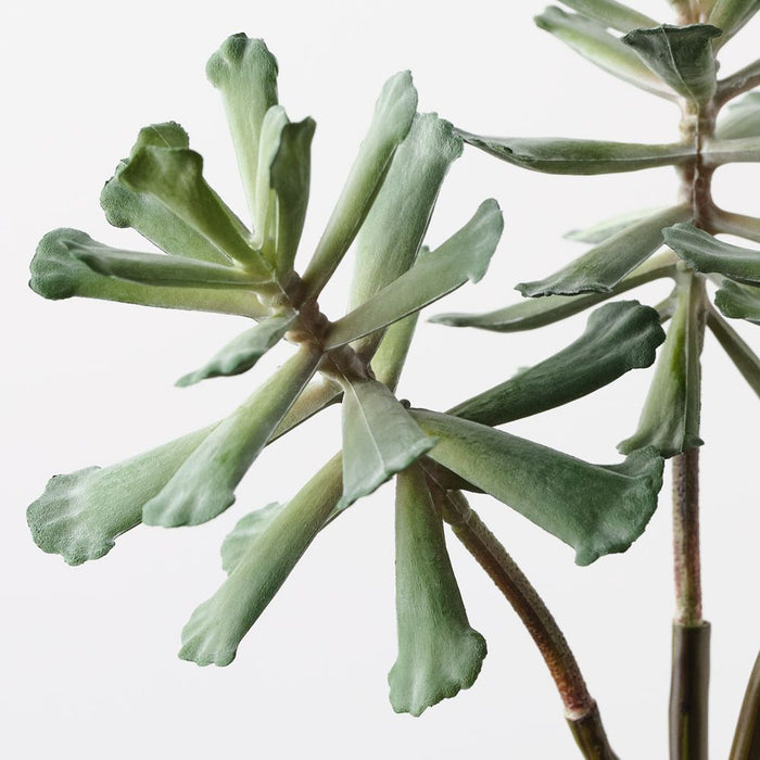 Senecio Pick Green 30cm Pack of 12