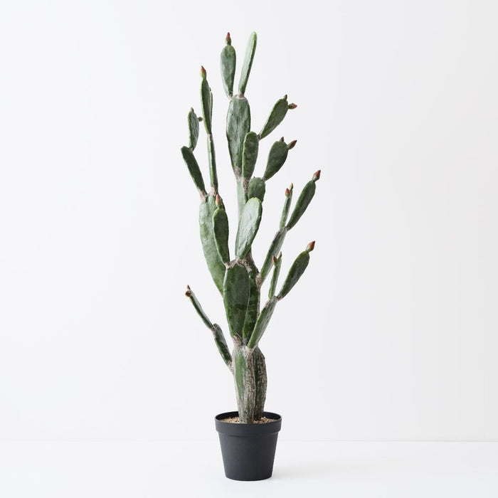 Cactus Prickly Pear Plant Green 145cm