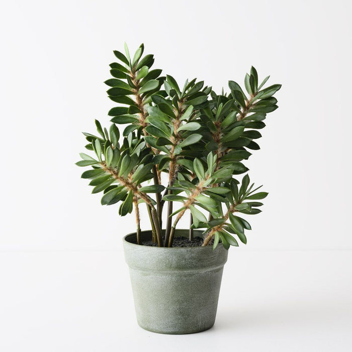 Alhagi Plant Green 40cm Pack of 2