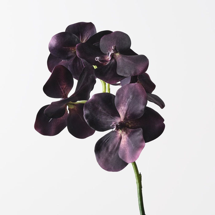 Orchid Vanda Eggplant 66cm Pack of 6