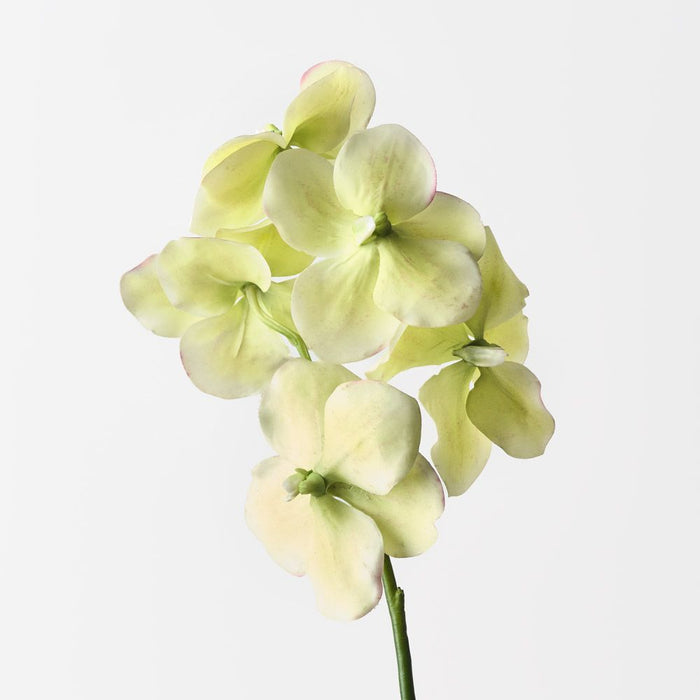 Orchid Vanda Light Green 66cm Pack of 6