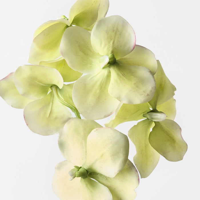 Orchid Vanda Light Green 66cm Pack of 6