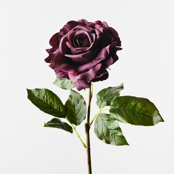 Rose Juliette Black Plum 65cm Pack of 12