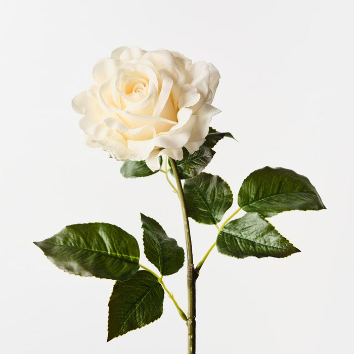 Rose Juliette Cream 65cm Pack of 12