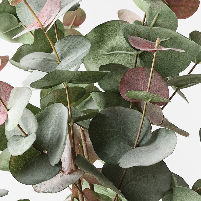 Eucalyptus Silver Dollar Bush Grey Red 55cm Pack of 6