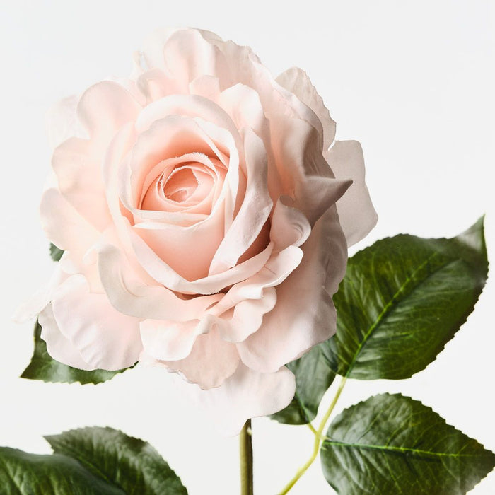 Rose Juliette Soft Pink 65cm Pack of 12