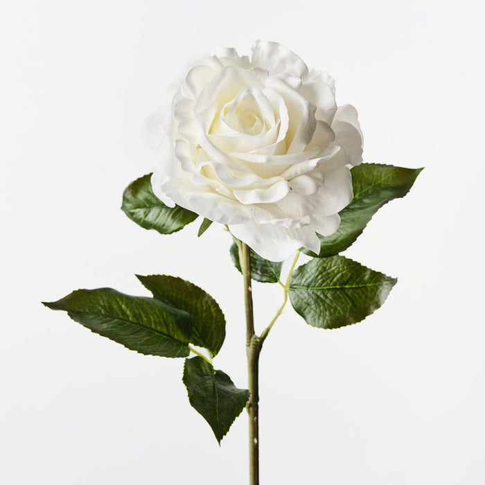 Rose Juliette White 65cm Pack of 12
