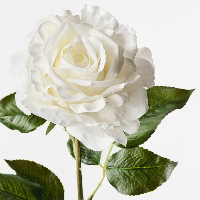 Rose Juliette White 65cm Pack of 12
