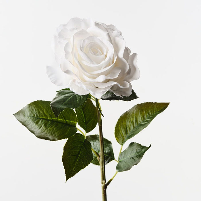 Rose Juliette Winter White 65cm Pack of 12