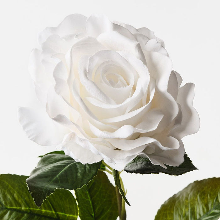 Rose Juliette Winter White 65cm Pack of 12