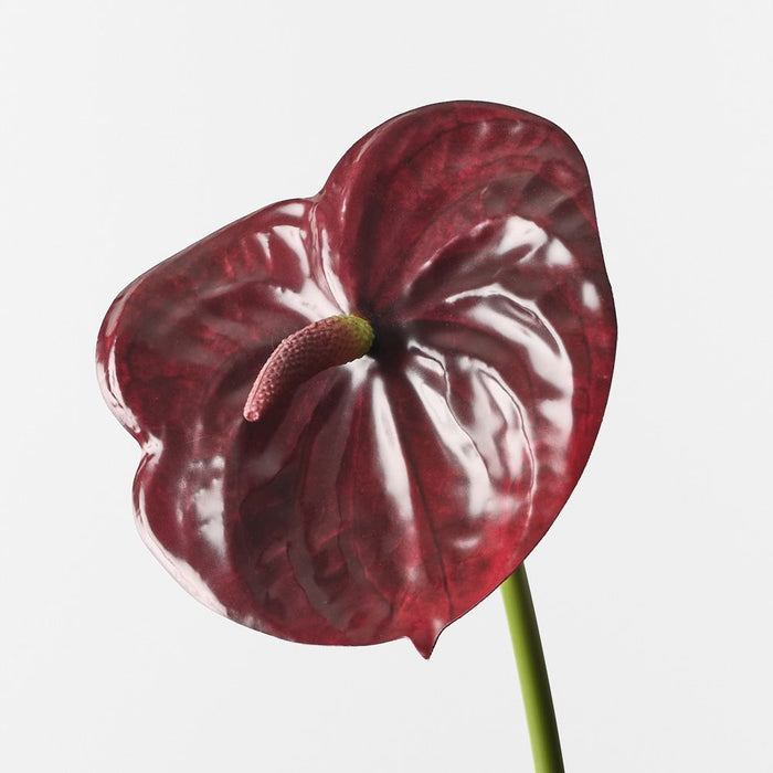 Anthurium Burgundy 58cm Pack of 12