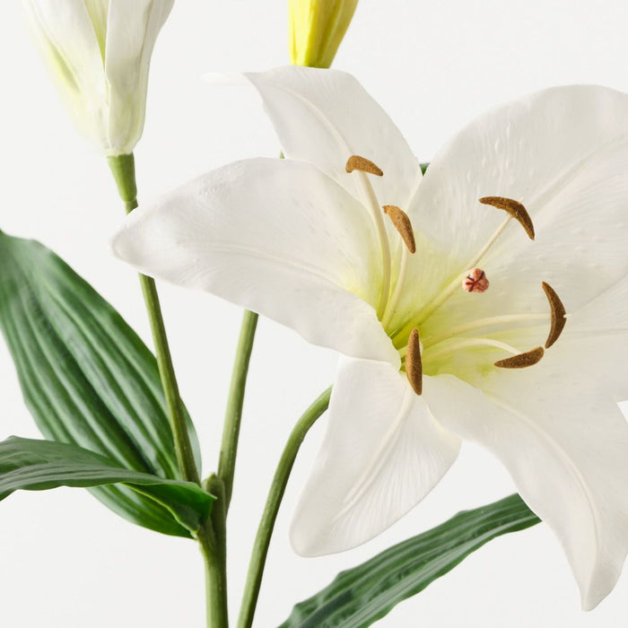 Lily Casablanca White 78cm Pack of 12
