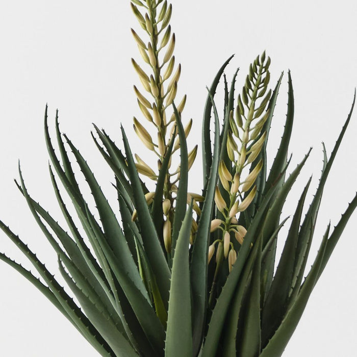 Agave Flowering Plant White Green 76cm
