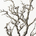 Twig Coral Branch Grey White 90cm Pack of 6