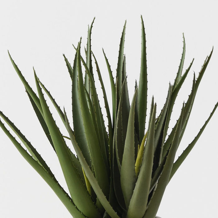 Aloe Vera Plant Green 53cm