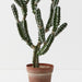 Cactus Peruvian Plant Green 106cm