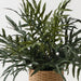 Fern Snake Leaf Plant Grey Green 76cm
