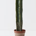 Cactus Column Plant Light Green 138cm