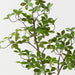 Cape Jasmine Tree Green 90cm