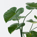Taro Plant 150cm Green - Pack of 2