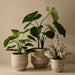 Taro Plant 150cm Green - Pack of 2