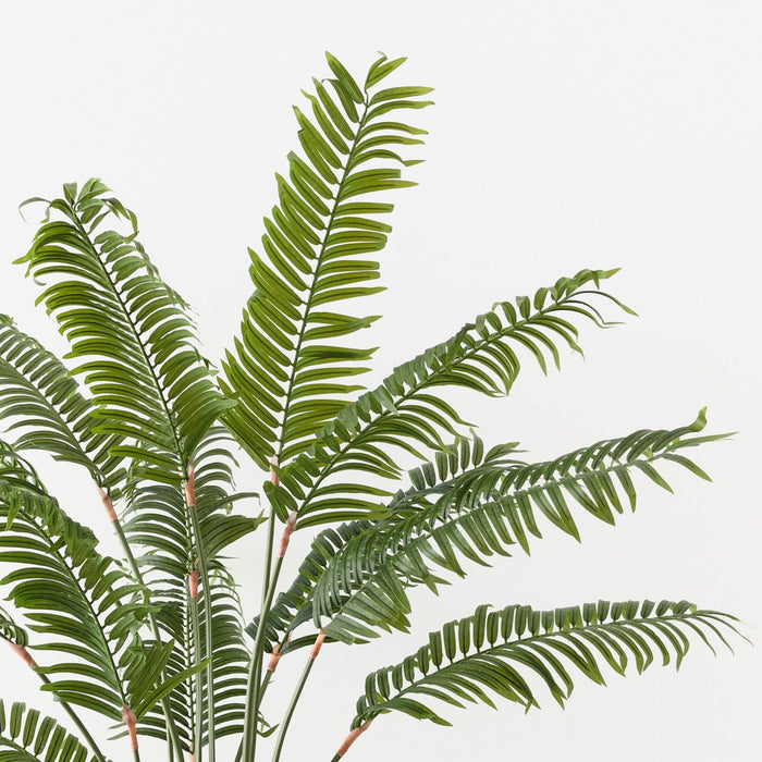 Palm Areca Green 180cm