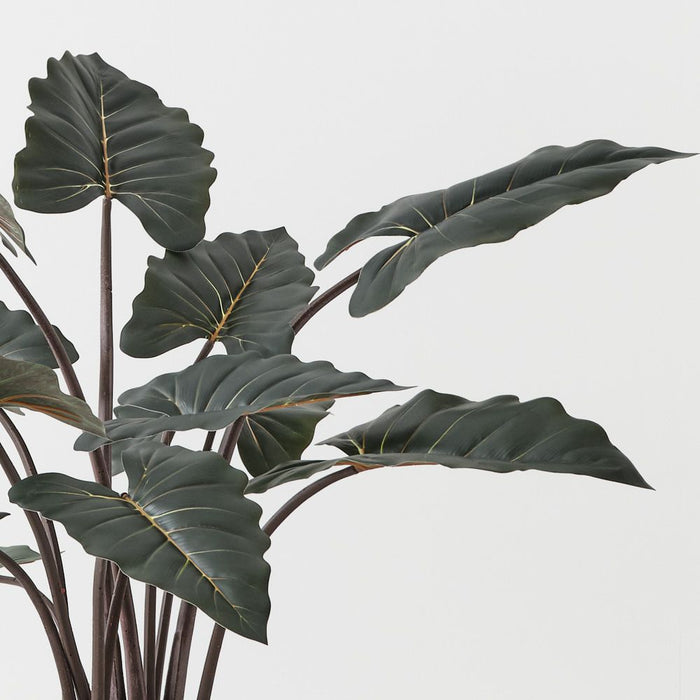 Alocasia Plant Dark Green 110cm Pack of 2