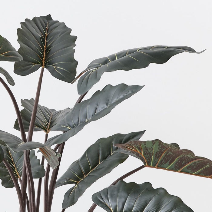 Alocasia Plant Dark Green 140cm Pack of 2