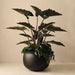Alocasia Plant Dark Green 140cm Pack of 2
