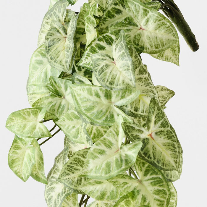 Syngonium Hanging Bush Green 60cm Pack of 6