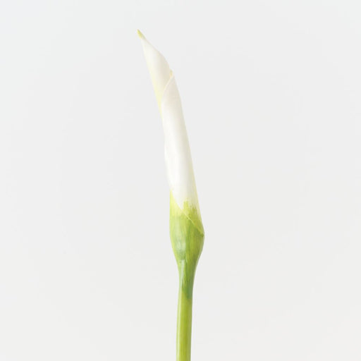 Artificial Calla Lily Bud 98cm White - FLORA DESIGNS