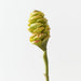 Artificial Beehive Ginger 61cm Green Eggplant - Pack of 12 - FLORA DESIGNS