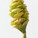 Artificial Beehive Ginger 61cm Green Eggplant - Pack of 12 - FLORA DESIGNS
