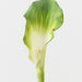 Artificial Calla Lily 101cm Green - Pack of 12 - FLORA DESIGNS
