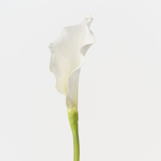 Artificial Calla Lily 101cm White - FLORA DESIGNS