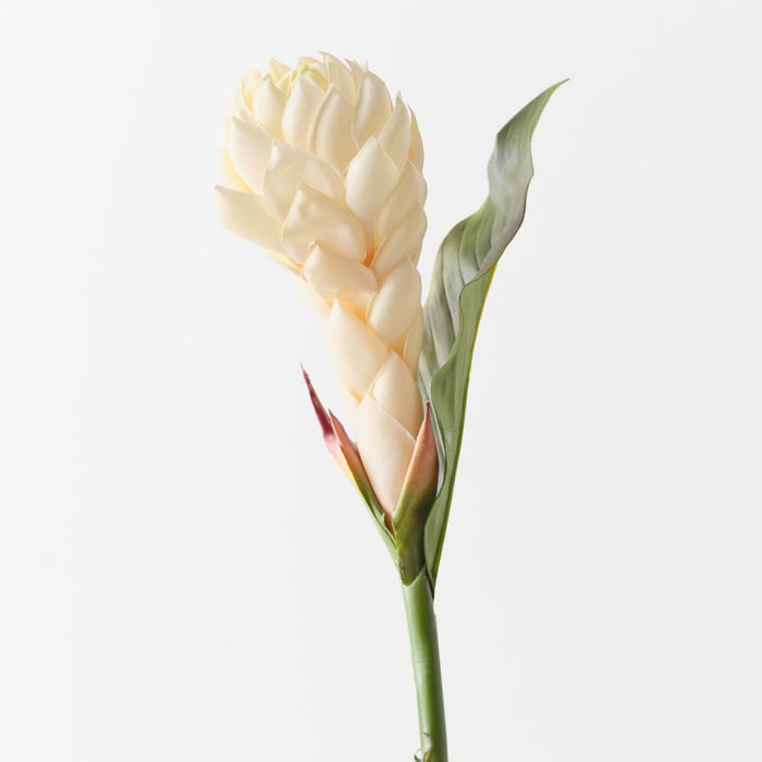 Artificial Torch Ginger 96cm Cream - Pack of 12 - FLORA DESIGNS