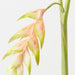 Artificial Heliconia Hanging 90cm Cream - Pack of 6 - FLORA DESIGNS