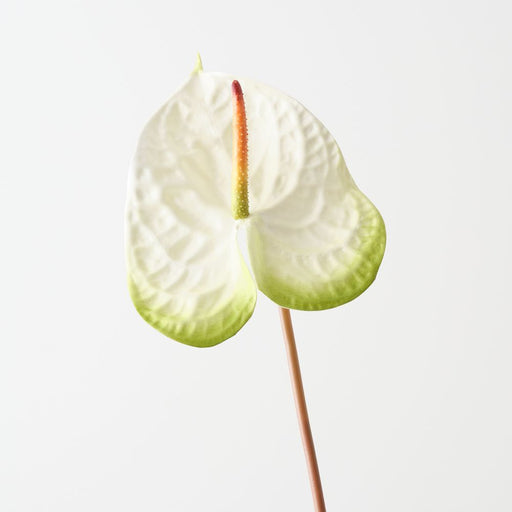 Artificial Anthurium 71cm White Green - Pack of 6 - FLORA DESIGNS