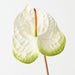 Artificial Anthurium 71cm White Green - Pack of 6 - FLORA DESIGNS