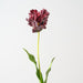 Artificial Parrot Tulip 70cm Burgundy - Pack of 12 - FLORA DESIGNS