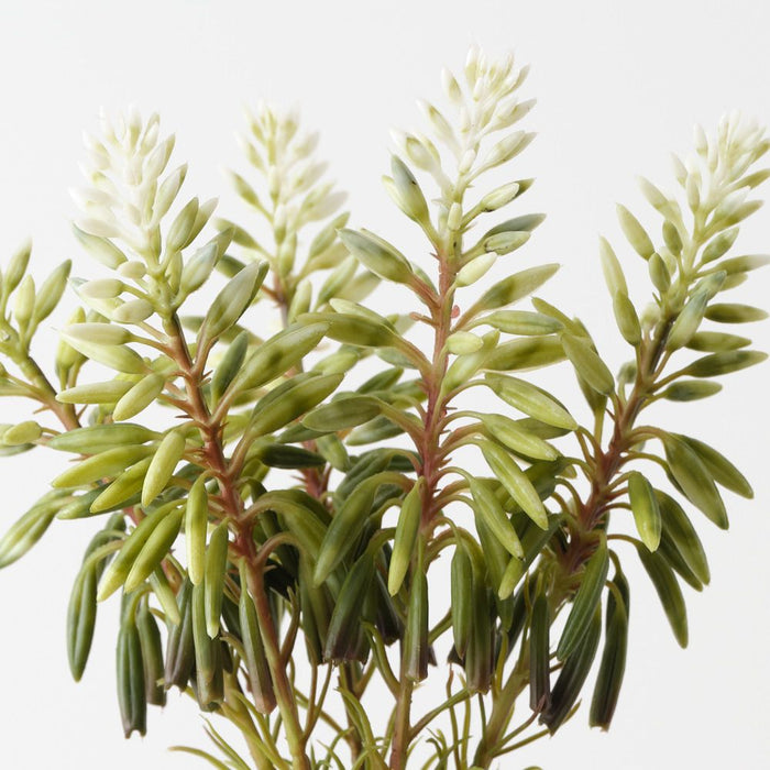 Artificial Agave Flowering Bundle 30cm White Green - Pack of 6 - FLORA DESIGNS